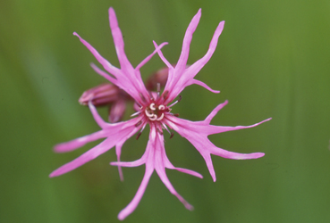 Lychnis c.jpg